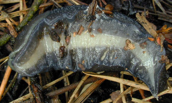 Image of ash-black slug