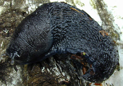 Image of ash-black slug