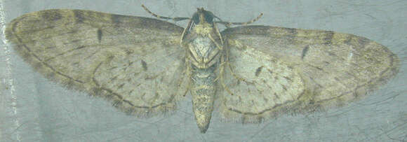 Слика од Eupithecia abbreviata Stephens 1831