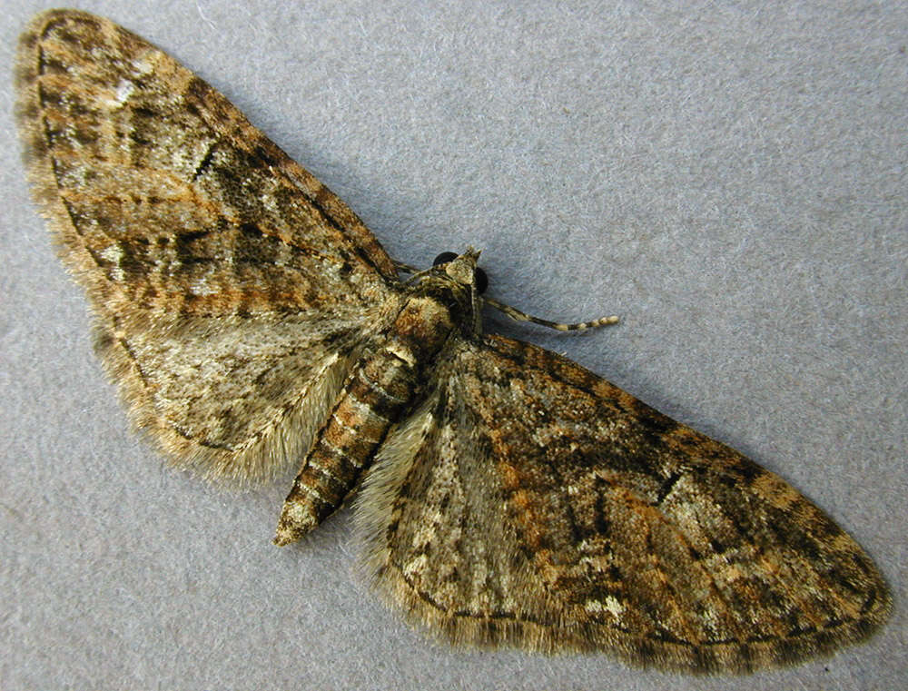 Слика од Eupithecia abbreviata Stephens 1831