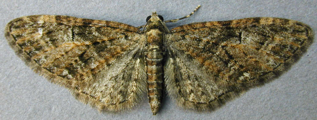 Слика од Eupithecia abbreviata Stephens 1831