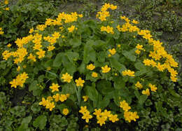 Image of Marsh-marigold