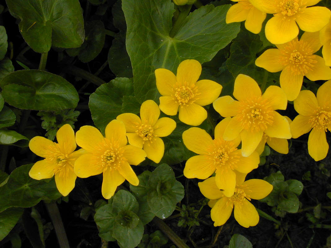 Imagem de Caltha palustris L.