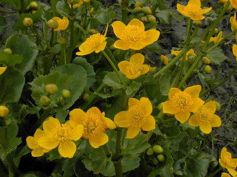 Imagem de Caltha palustris L.