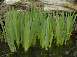 Image of yellow flag, yellow iris