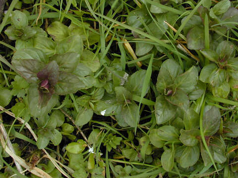 Image of Water Mint