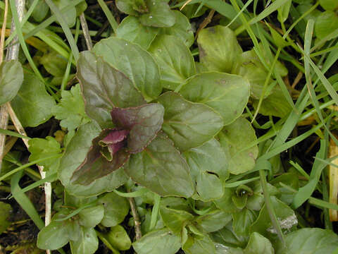 Image of Water Mint