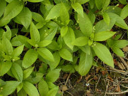 Image of dog's mercury