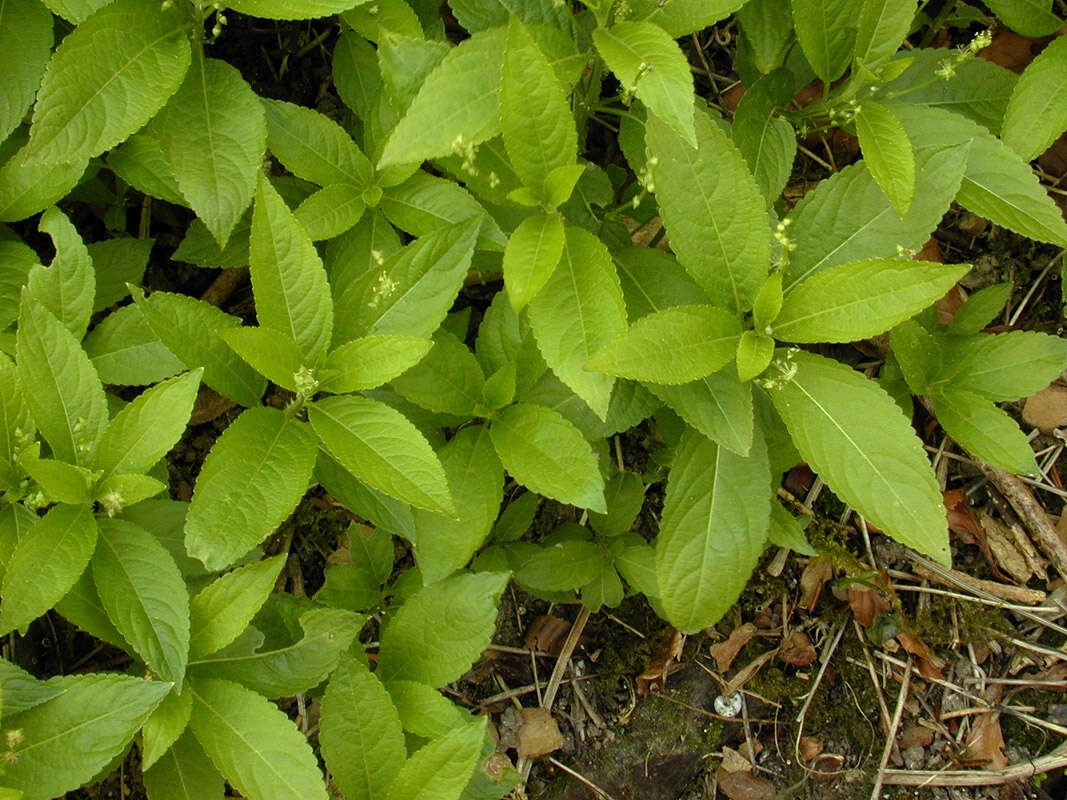 Image of dog's mercury