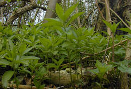 Image of dog's mercury