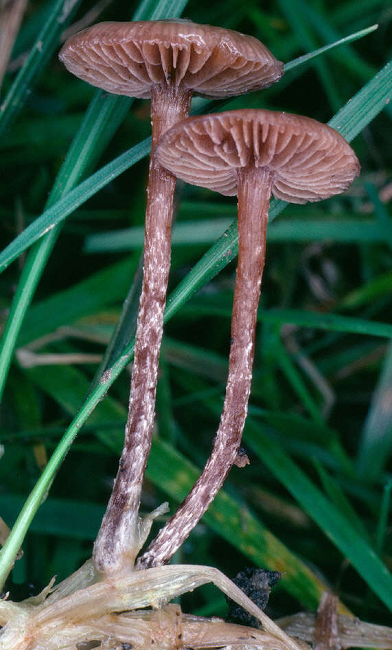 Image of Deconica inquilina (Fr.) Romagn. 1937