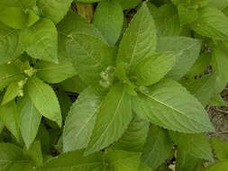 Image of dog's mercury