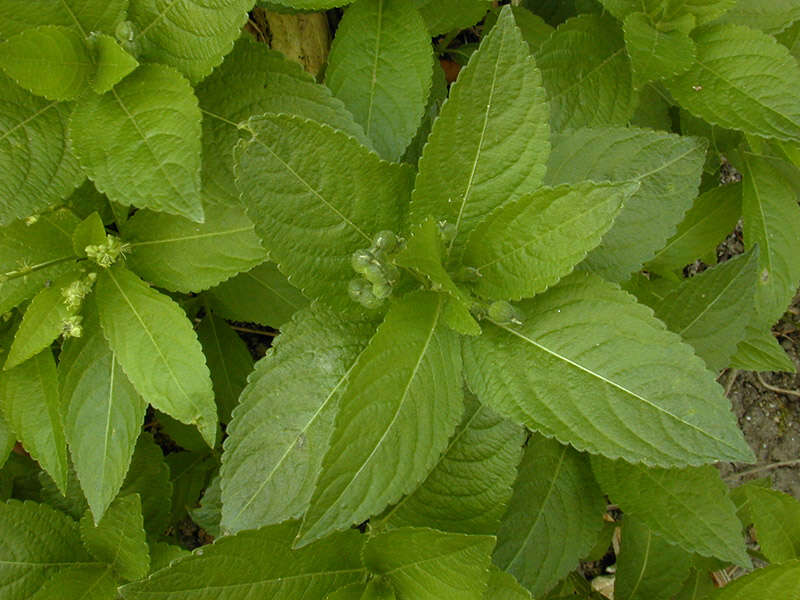 Image of dog's mercury