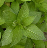 Image of dog's mercury