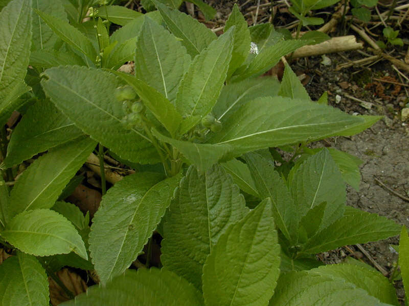 Image of dog's mercury