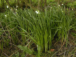 Imagem de <i>Leucojum <i>aestivum</i></i> subsp. aestivum