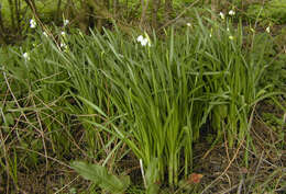 Imagem de <i>Leucojum <i>aestivum</i></i> subsp. aestivum