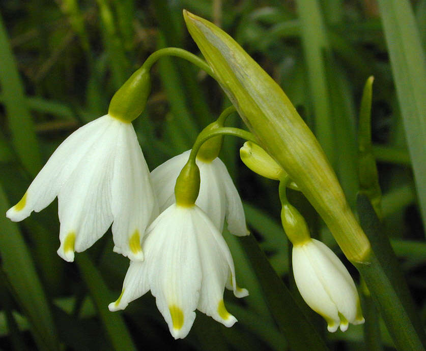 Imagem de <i>Leucojum <i>aestivum</i></i> subsp. aestivum