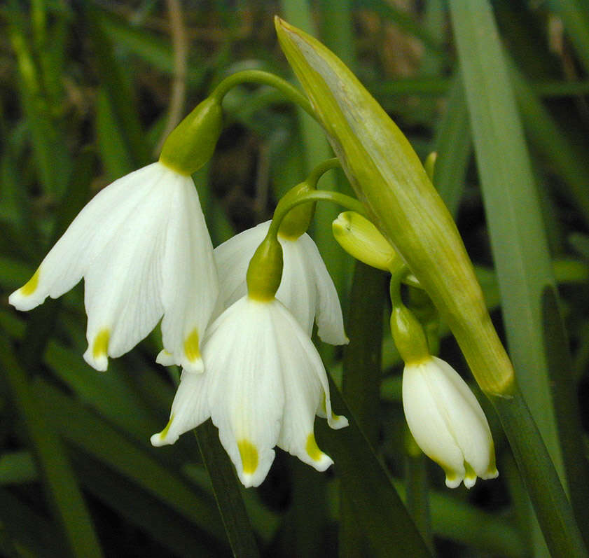 Imagem de <i>Leucojum <i>aestivum</i></i> subsp. aestivum