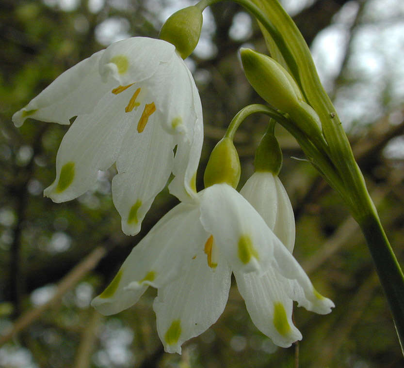 Imagem de <i>Leucojum <i>aestivum</i></i> subsp. aestivum