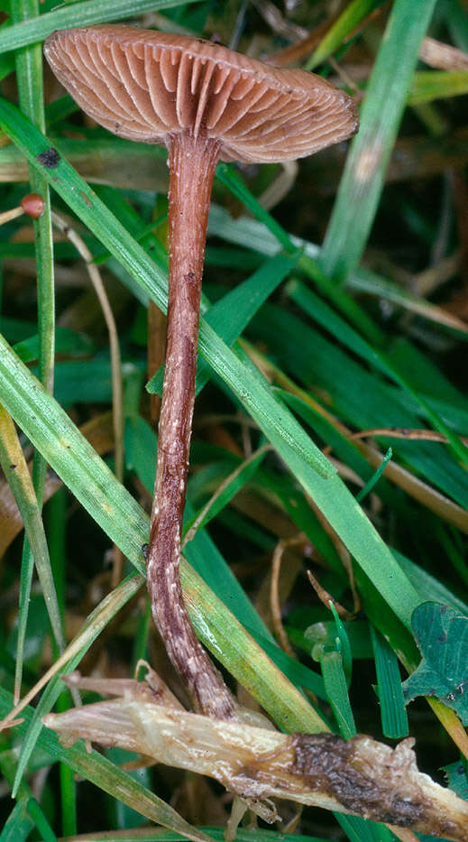 Image of Deconica inquilina (Fr.) Romagn. 1937