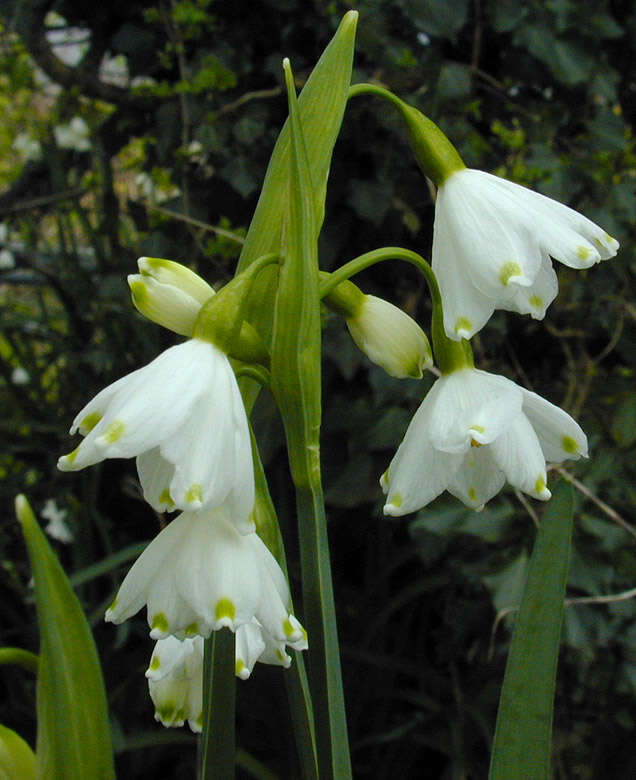 Imagem de <i>Leucojum <i>aestivum</i></i> subsp. aestivum