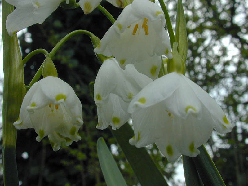 Imagem de <i>Leucojum <i>aestivum</i></i> subsp. aestivum