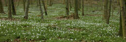 Image of European thimbleweed