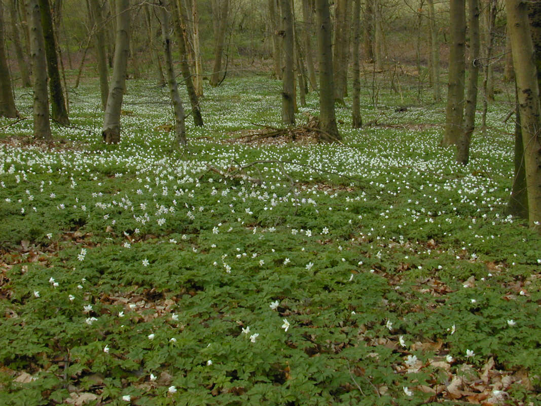 Image of European thimbleweed