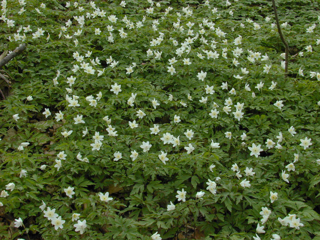 Image of European thimbleweed