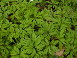 Image of European thimbleweed