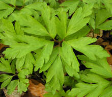 Image of European thimbleweed