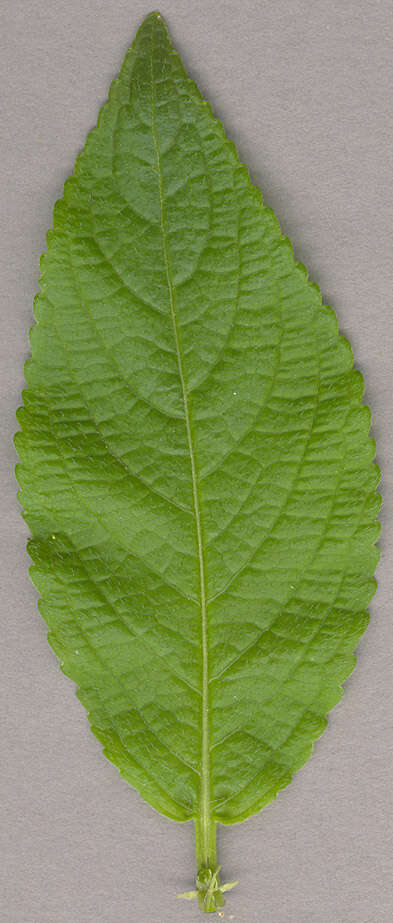 Image of dog's mercury