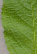 Image of dog's mercury