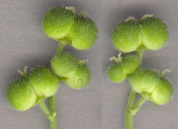 Image of dog's mercury