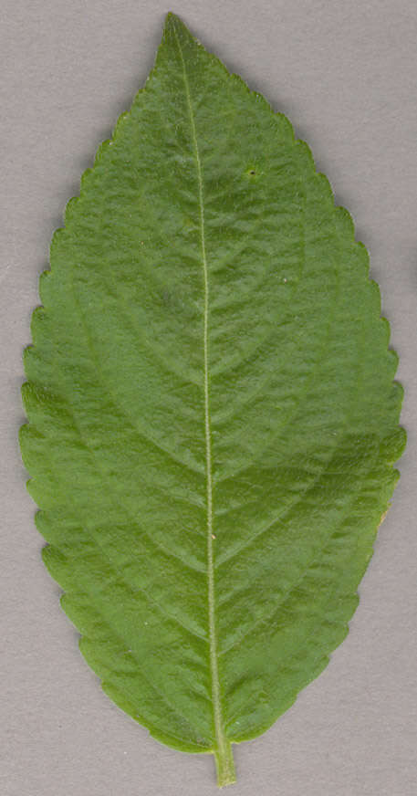 Image of dog's mercury