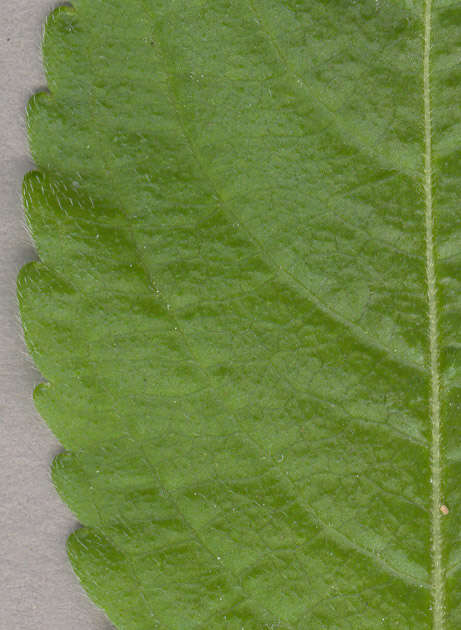 Image of dog's mercury