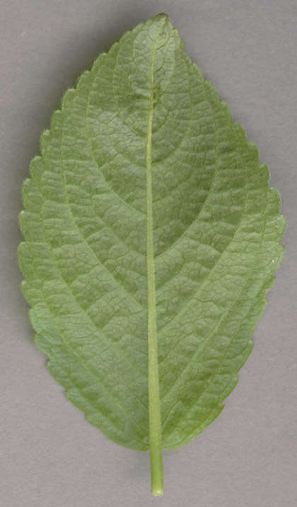 Image of dog's mercury