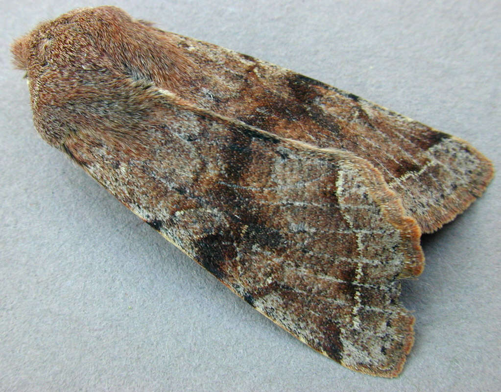 Слика од Orthosia incerta Hufnagel 1767