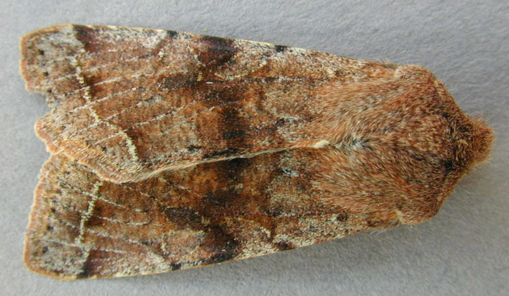 Слика од Orthosia incerta Hufnagel 1767