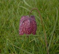 Image of Lazarus bell