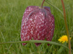 Image of Lazarus bell