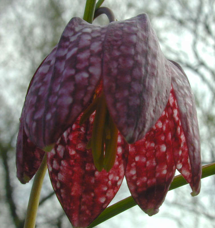 Image of Lazarus bell