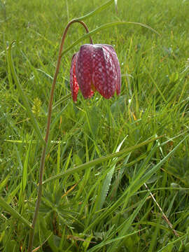 Image of Lazarus bell