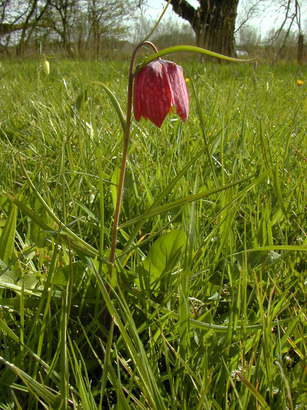 Image of Lazarus bell