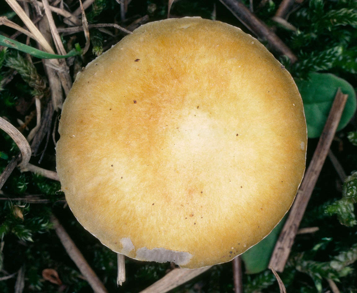 Image of Psilocybe coronilla (Bull.) Noordel. 1995