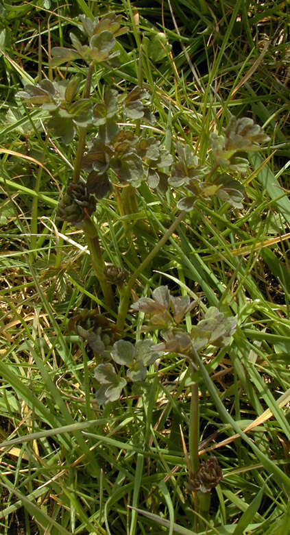 Image of common meadow-rue