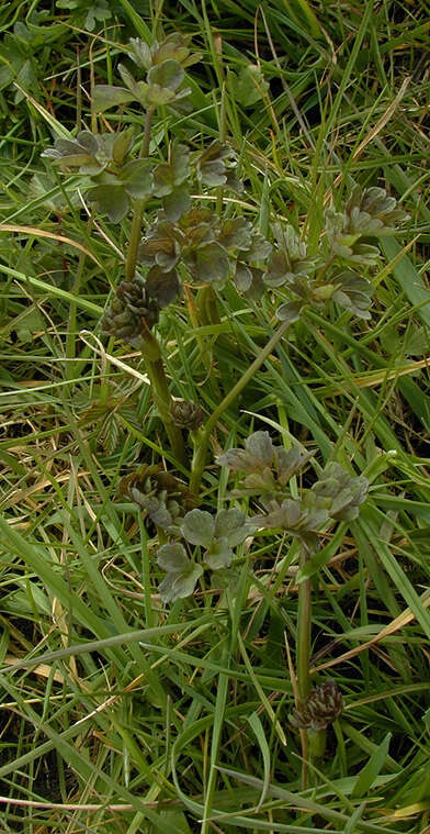 Image of common meadow-rue