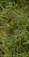 Image of common meadow-rue