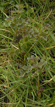 Image of common meadow-rue